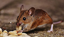 24 Hour & Emergency Exterminators in Oriental, PA